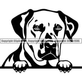 Dalmatian Dog Peeking Vector Design Moddy Face Pup Pet Paw Puppy Purebred Pedigree Portrait Clipart SVG