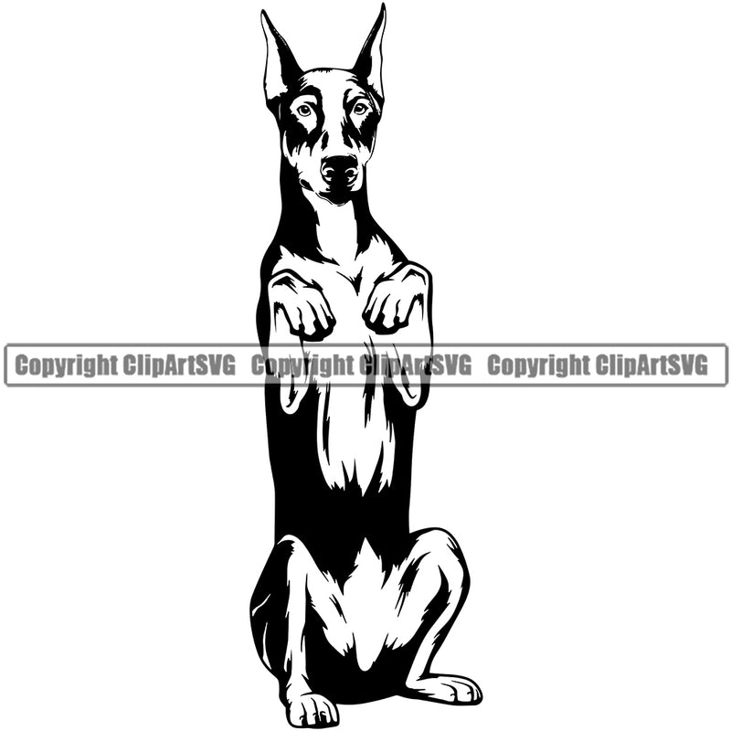 Dobermann Dog Begging Vector Design Sad Face Cute Puppy Pup Pet Purebred Pedigree Protrait Clipart SVG