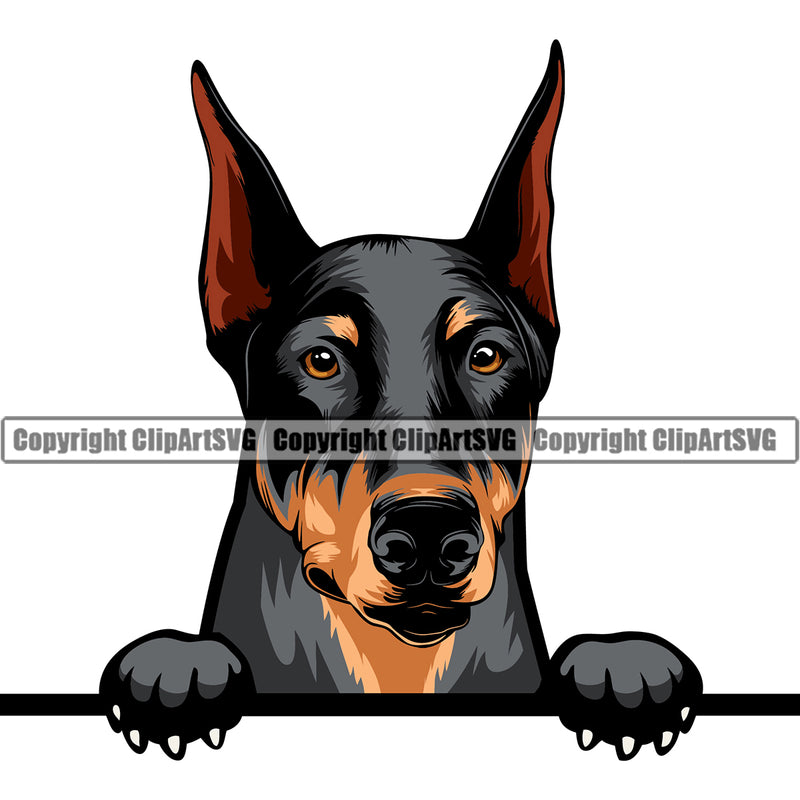 Dobermann Dog Peeking Vector Design Sad Face Puppy Pup Pet Purebred Pedigree Design Element Clipart SVG