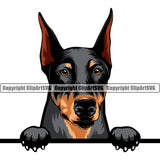 Dobermann Dog Peeking Vector Design Sad Face Puppy Pup Pet Purebred Pedigree Design Element Clipart SVG