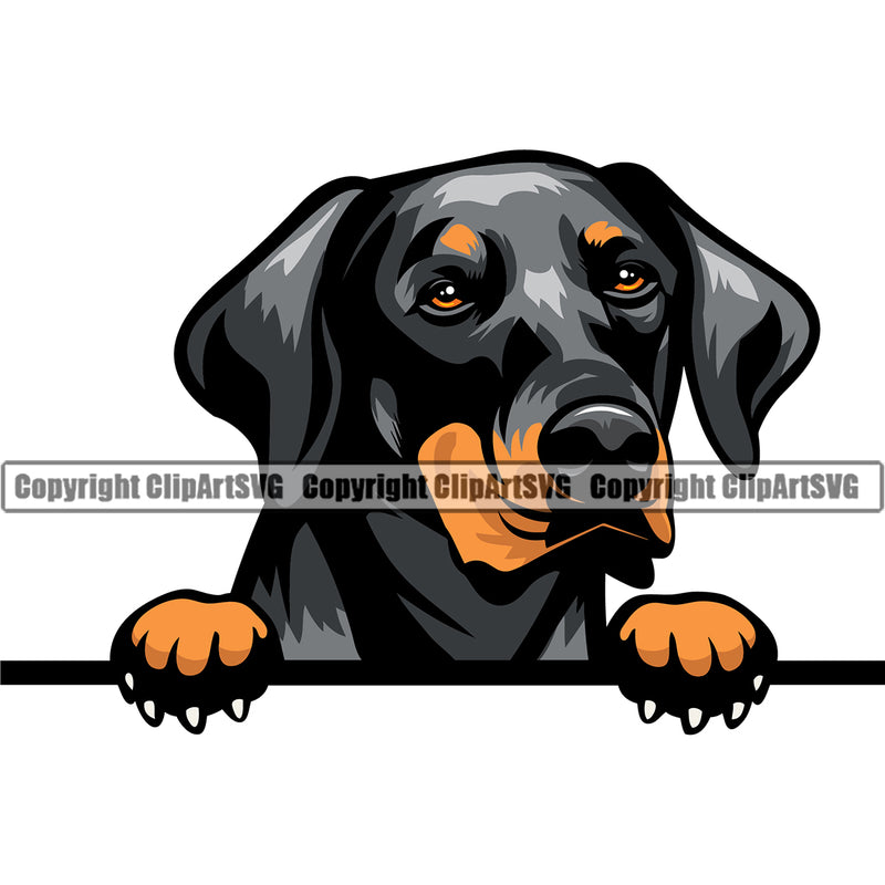 Dobermann Dog Peeking Vector Design Puppy Unhappy And Crying Face Pup Pet Purebred Pedigree Vector Portrait Clipart SVG