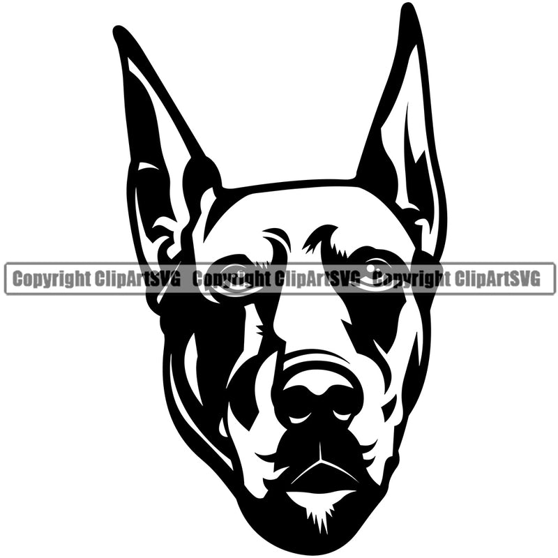 Dobermann Dog Head Vector Design Sad Big Ear Puppy Pup Pet Purebred Pedigree Portrait Clipart SVG