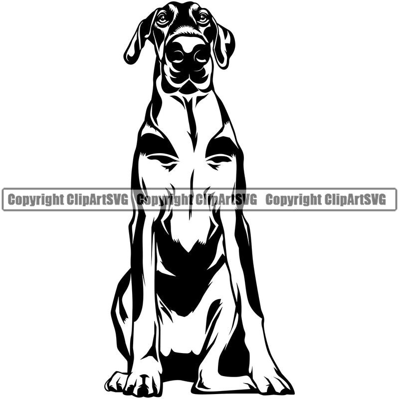 Dobermann Pinscher Dog Sitting Design Happy Face Paw Puppy Pup Pet Purebred Pedigree Design Element Clipart SVG