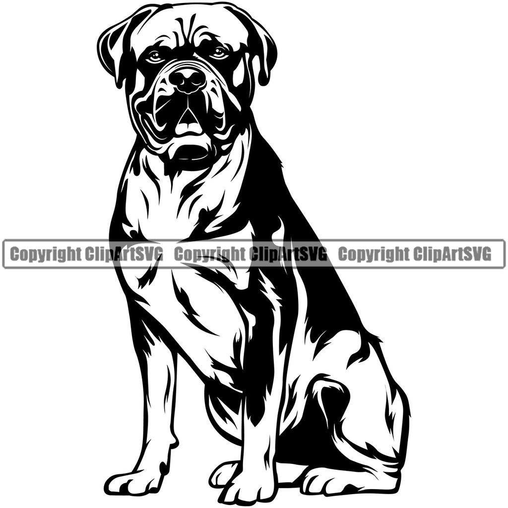 Puppy cane corso - peeking dogs breed face head Vector Image