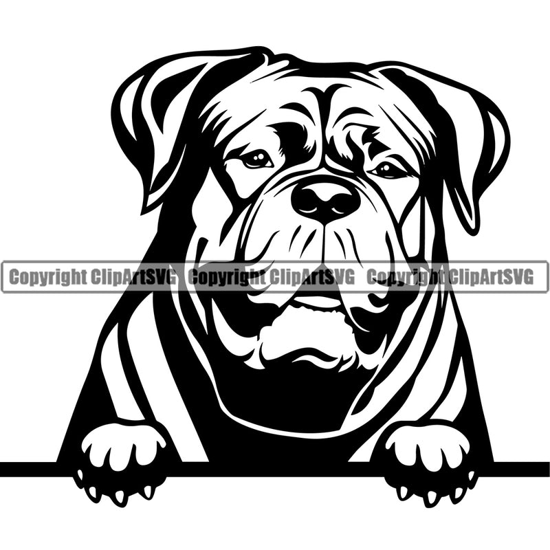Dogue De Bordeaux Dog Peeking Vector Design Boxer Puppy Pup Pet Purebred Pedigree Vector Portrait Clipart SVG
