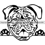 Dogue De Bordeaux Dog Peeking Vector Design Boxer Sad Face Puppy Pup Pet Purebred Pedigree Vector Portrait Clipart SVG