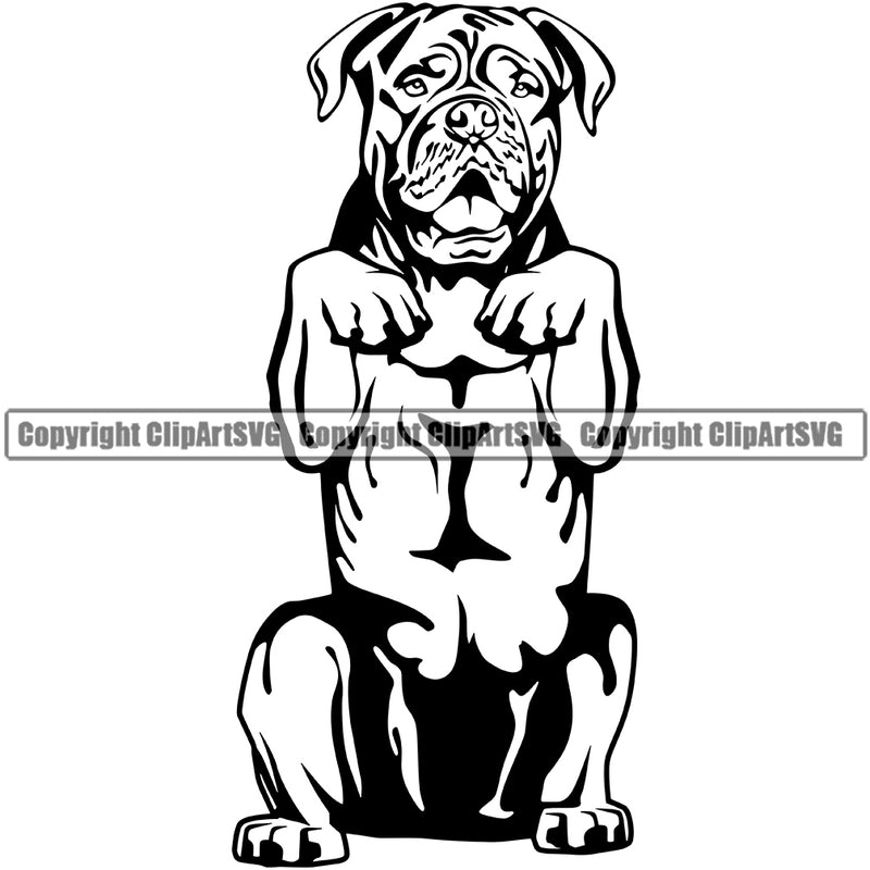 Dogue De Bordeaux Dog Begging Vector Design Boxer Sad Face Puppy Pup Pet Purebred Pedigree Design Element Clipart SVG