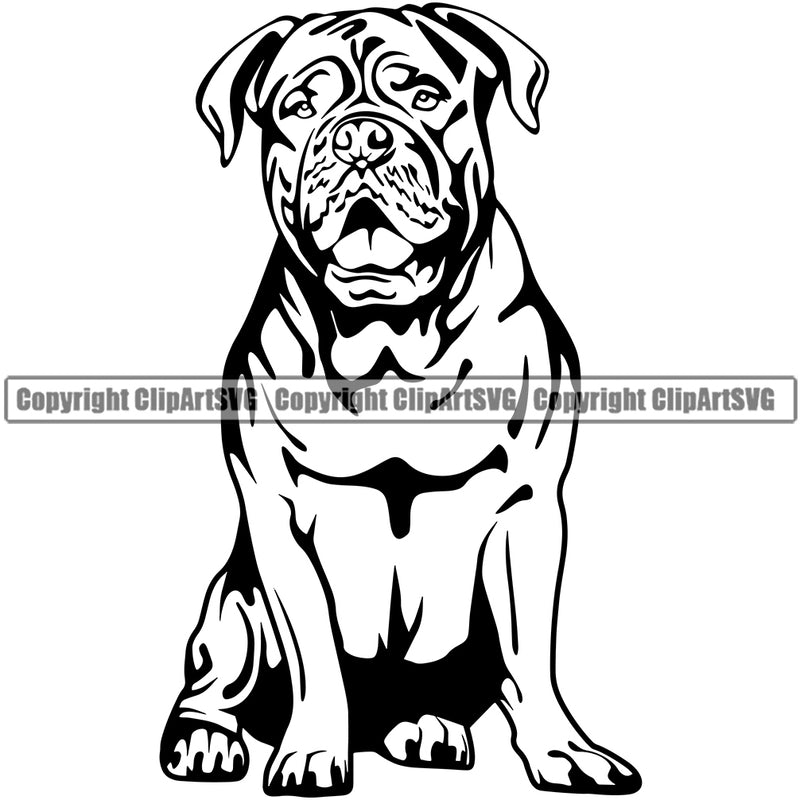 Dogue De Bordeaux Dog Sitting On Its Hind Legs Vector Design Boxer Sad Face Puppy Pup Pet Purebred Pedigree Vector Clipart SVG