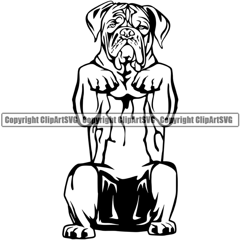 Dogue De Bordeaux On Its Hind Legs Begging Vector Design Dog Boxer Sad Face Puppy Pup Pet Purebred Pedigree Vector Portrait Clipart SVG