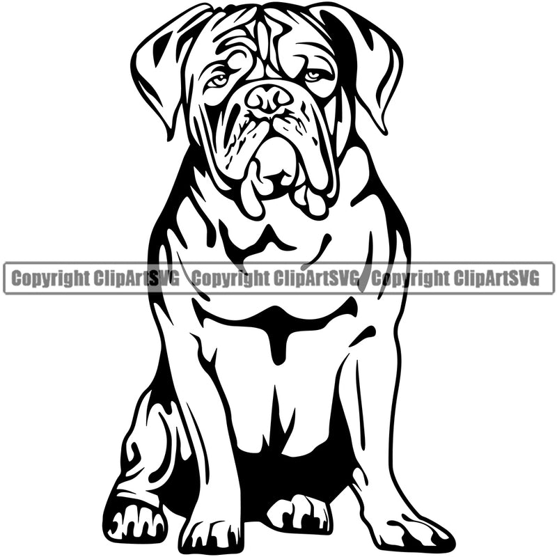 Dogue De Bordeaux Dog Sitting Vector Design Funny Face Pew Puppy Pup Pet Purebred Pedigree Design Element Clipart SVG