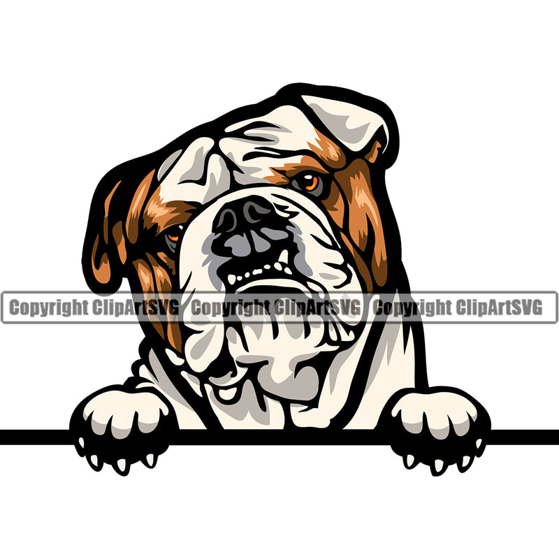 Bulldog Dog Peeking Colorful Vector Design Sad Face Paw Puppy Pup Pet Purebred Pedigree Vector Portrait Clipart SVG