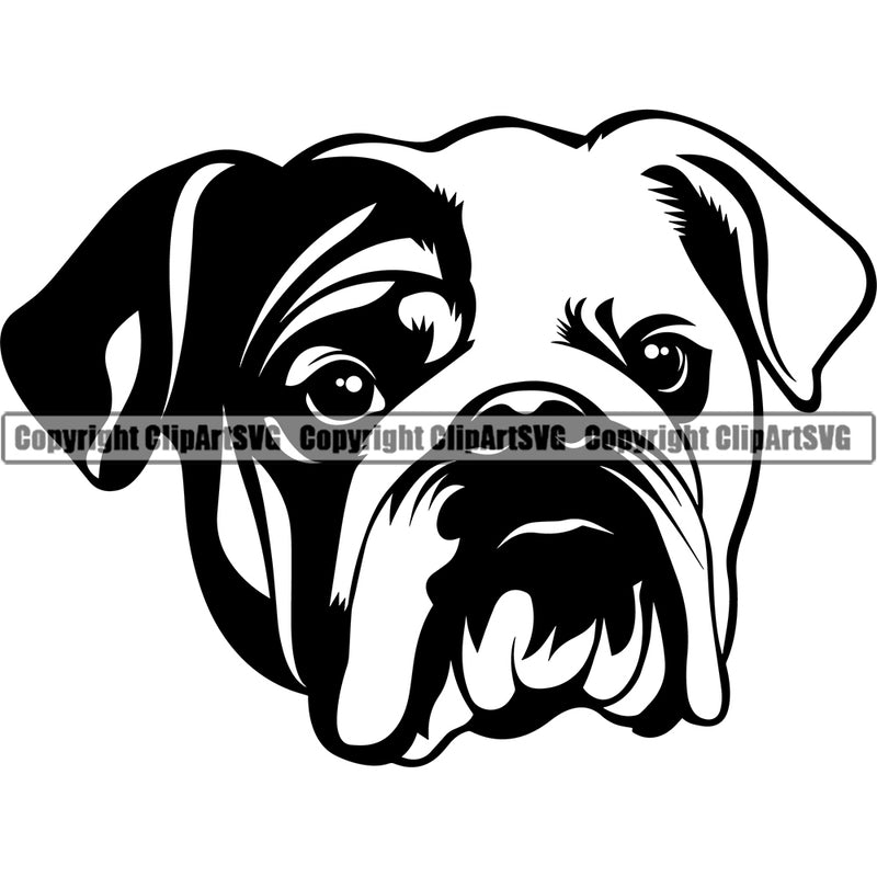 English Bulldog Puppy Head Purebred Pup Pedigree Canine K-9 K9 Animal Vector Doggy Face Cute Clipart SVG