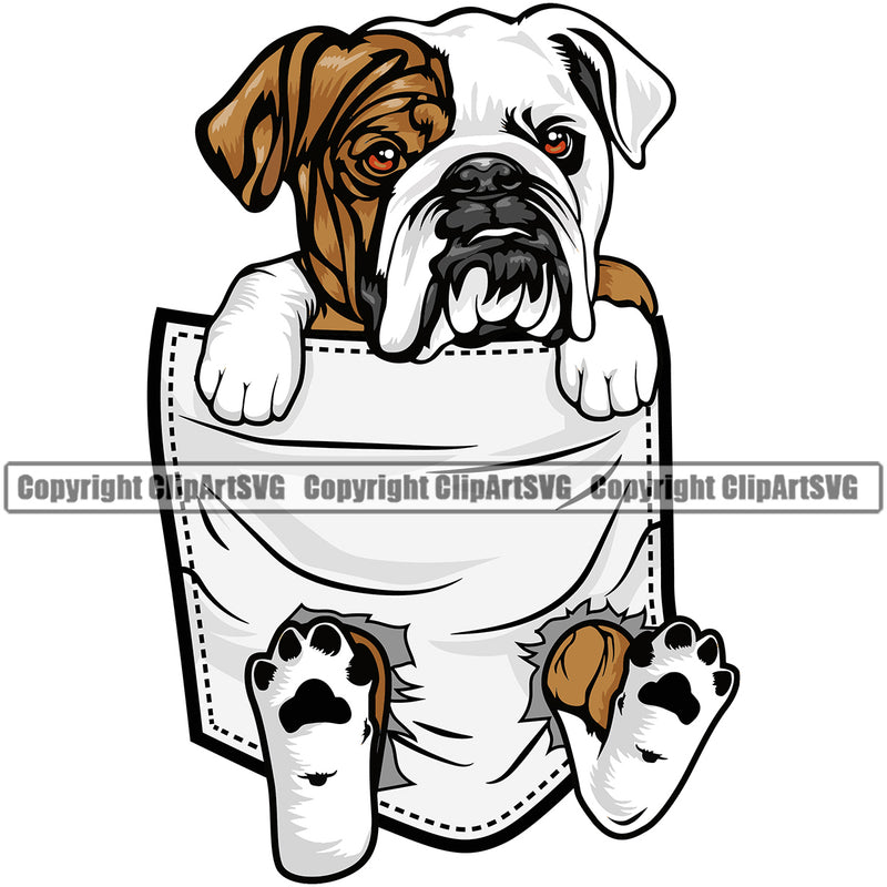 English Bulldog Hanging From Shirt Pocket Face Color Design T-Shirt Tshirt Head Purebred Pup Pedigree Vector Clipart SVG