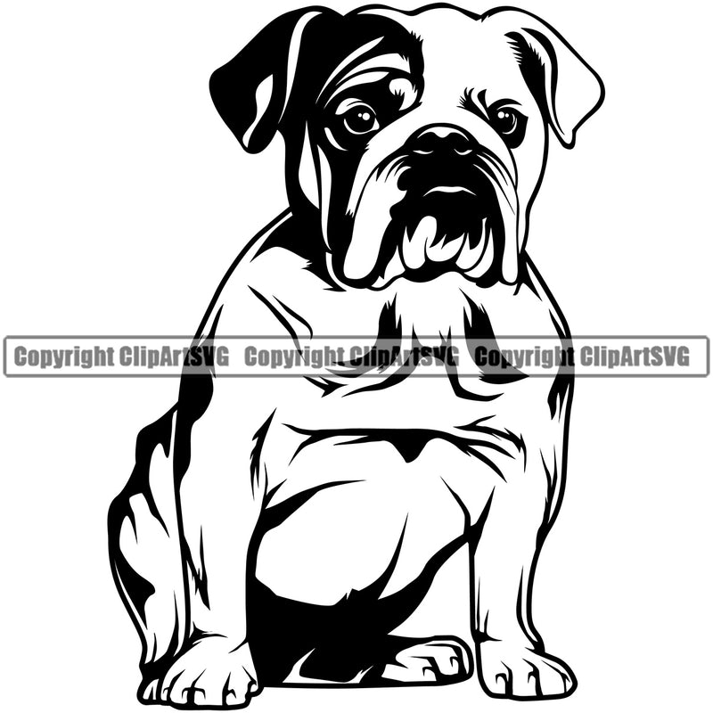English Bulldog Sitting Logo Head Purebred Pup Pedigree Canine K-9 K9 Animal Portrait Doggy Face Cute Clipart SVG