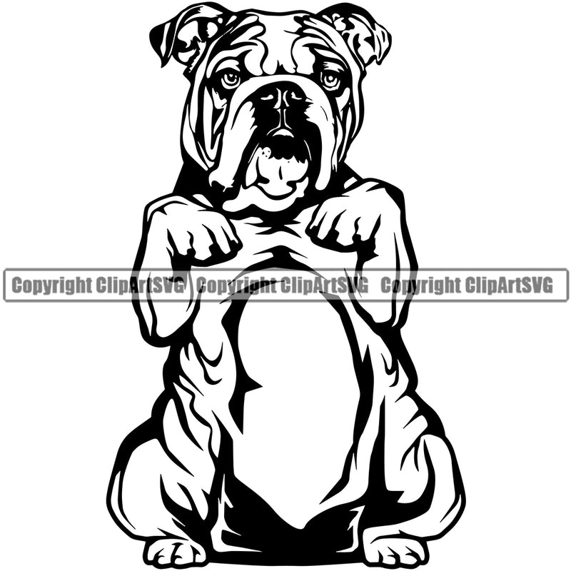 English Bulldog Begging Puppy Head Purebred Pup Pedigree Canine K-9 K9 Animal Portrait Clipart SVG