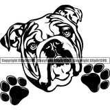 English Bulldog Head Design Peeking Puppy Purebred Pup Pedigree Canine K-9 K9 Animal Clipart SVG