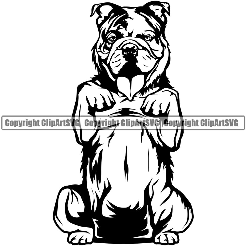 English Bulldog Begging Design Full Body Puppy Head Purebred Pup Pedigree Portrait Doggy Face Cute Clipart SVG