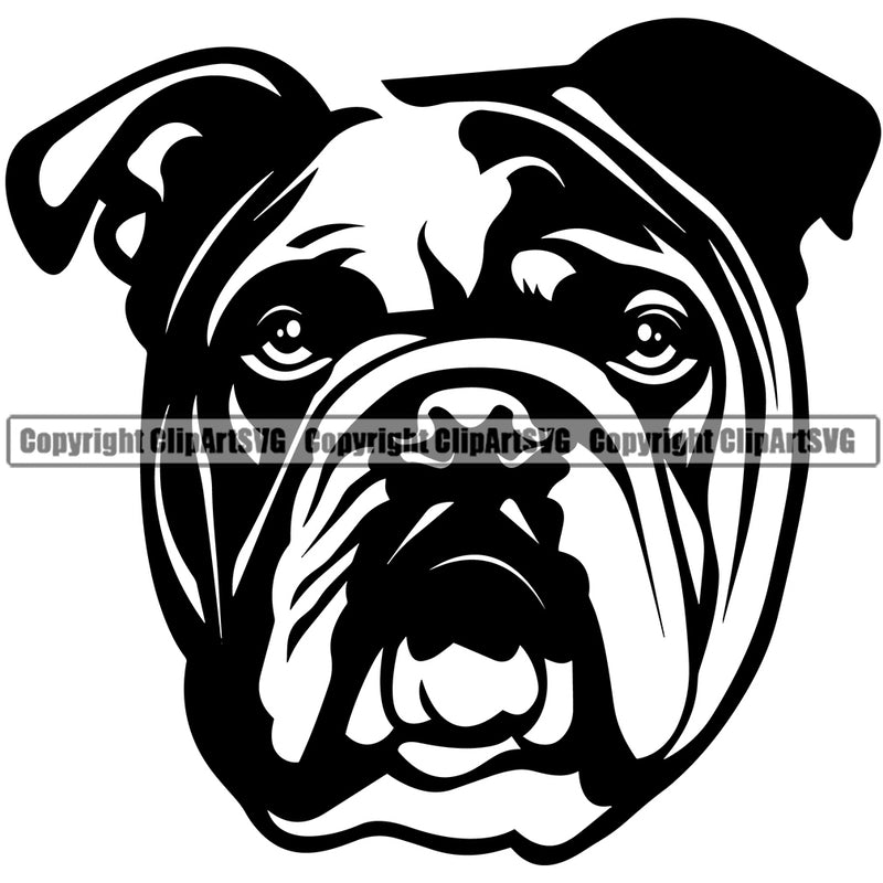 English Bulldog Head Design Puppy Head Purebred Pup Pedigree Vector Animal Portrait Doggy Face Cute Clipart SVG