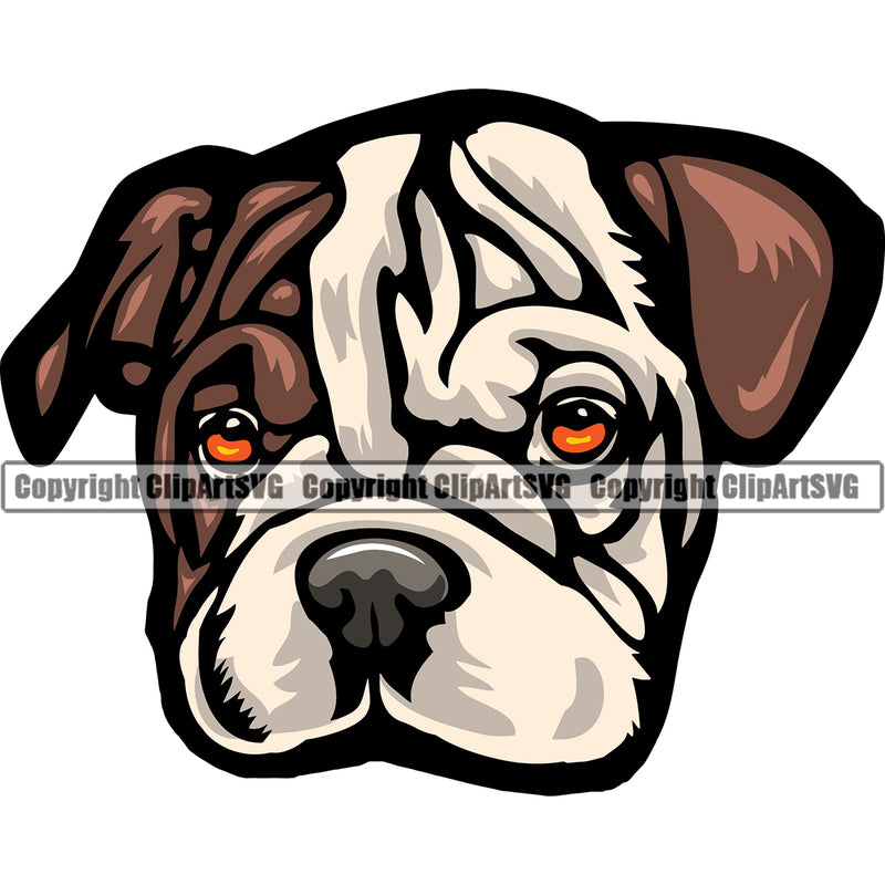English Bulldog Color Puppy Head Purebred Pup Pedigree Canine K-9 K9 Animal Portrait Vector Clipart SVG