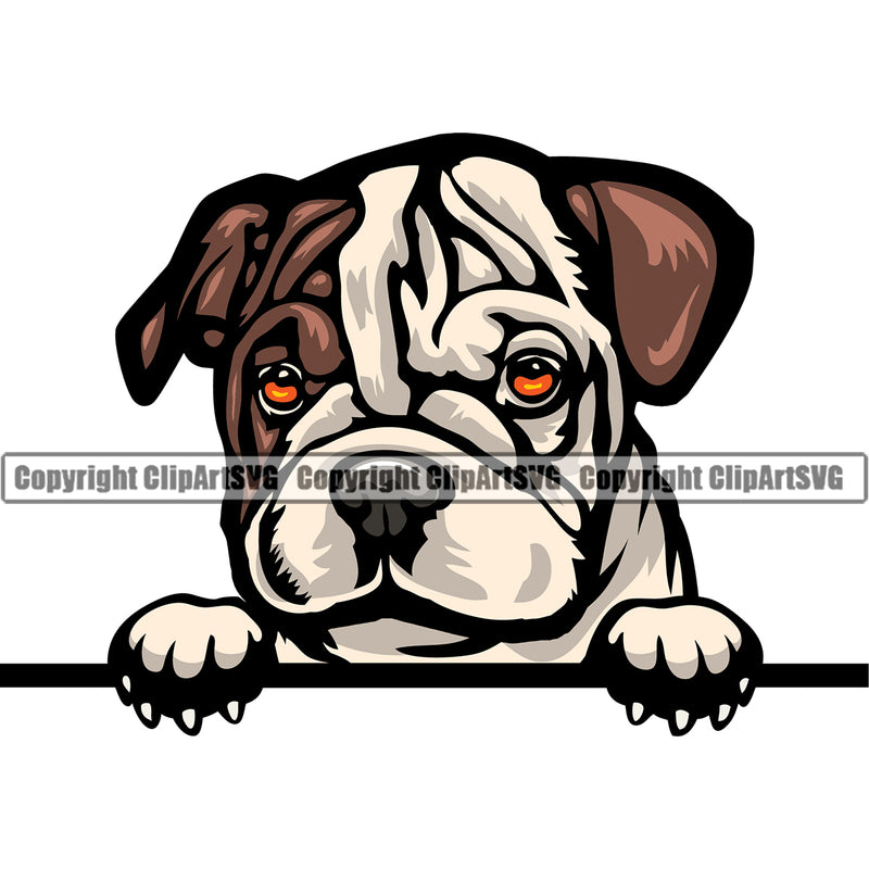 English Bulldog Peeking Design Color Head Cute Face Animal Puppy Head Purebred Pup Pedigree Canine K-9 K9 Clipart SVG
