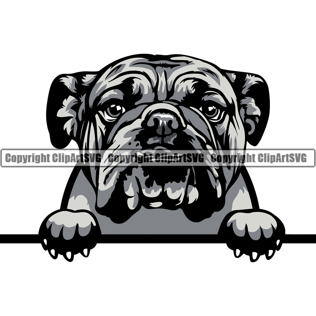 English Bulldog Puppy Head Purebred Pup Pedigree Vector Canine K-9 K9 Animal Portrait Clipart SVG