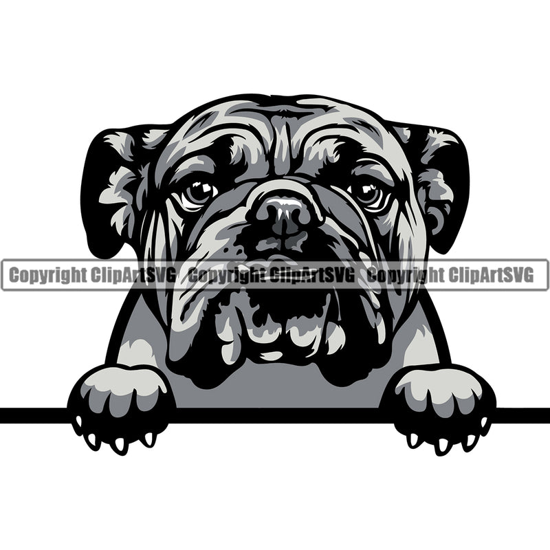 English Bulldog Puppy Head Purebred Pup Pedigree Vector Canine K-9 K9 Animal Portrait Clipart SVG