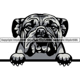 English Bulldog Puppy Head Purebred Pup Pedigree Vector Canine K-9 K9 Animal Portrait Clipart SVG