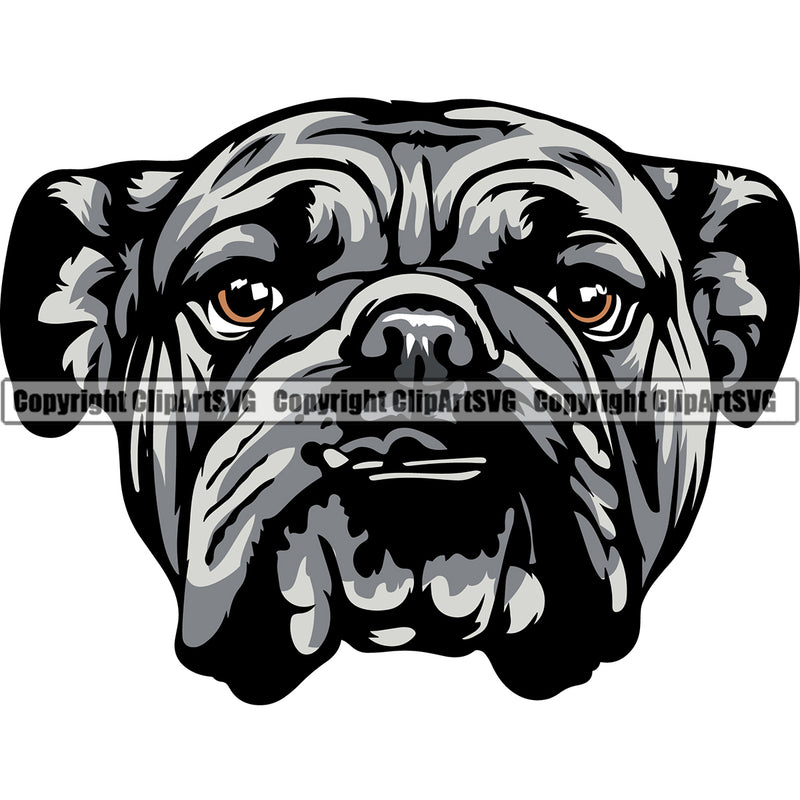English Bulldog Puppy Head Purebred Pup Pedigree Mascot Canine K-9 K9 Animal Portrait Clipart SVG
