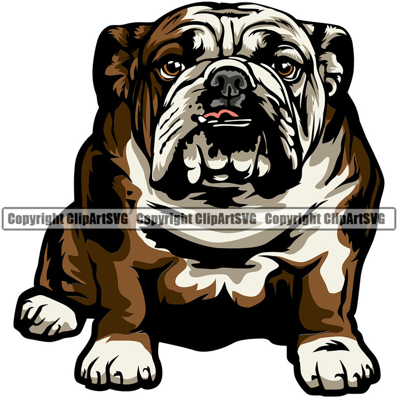 English Bulldog Sitting Design Color Body Puppy Head Purebred Pup Pedigree Vector Portrait Doggy Face Cute Clipart SVG