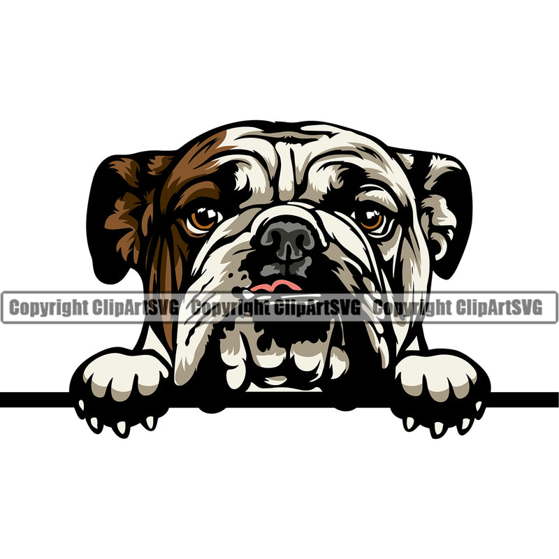 English Bulldog Peeking Design Color Head Dog Puppy Head Purebred Pup Pedigree Vector Canine K-9 K9 Clipart SVG
