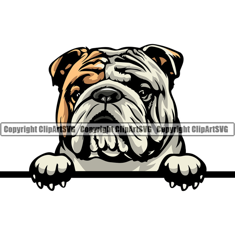 English Bulldog Peeking Design Color Head Puppy Head Purebred Pup Pedigree Vector Canine K-9 K9 Animal Clipart SVG