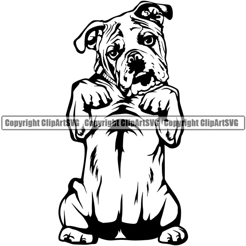 English Bulldog Begging K9 Animal Portrait Doggy Face Cute Vector Puppy Head Purebred Pup Pedigree Clipart SVG