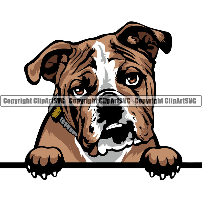English Bulldog Peeking Design Puppy Head Purebred Pup Pedigree Vector Canine K-9 K9 Animal Portrait Clipart SVG