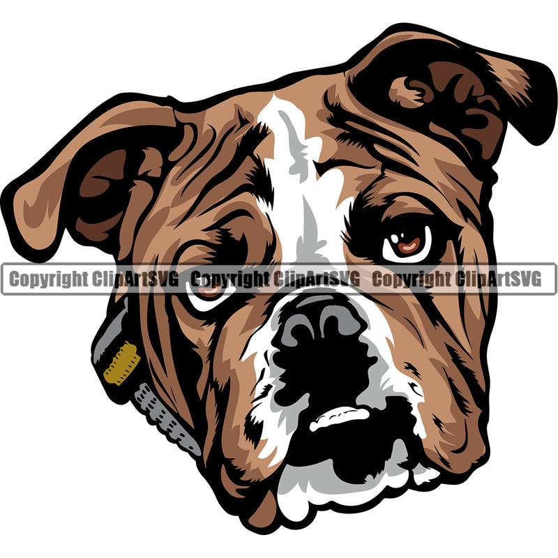 English Bulldog Head Color Design Puppy Head Purebred Pup Pedigree Vector K9 Animal Portrait Doggy Clipart SVG