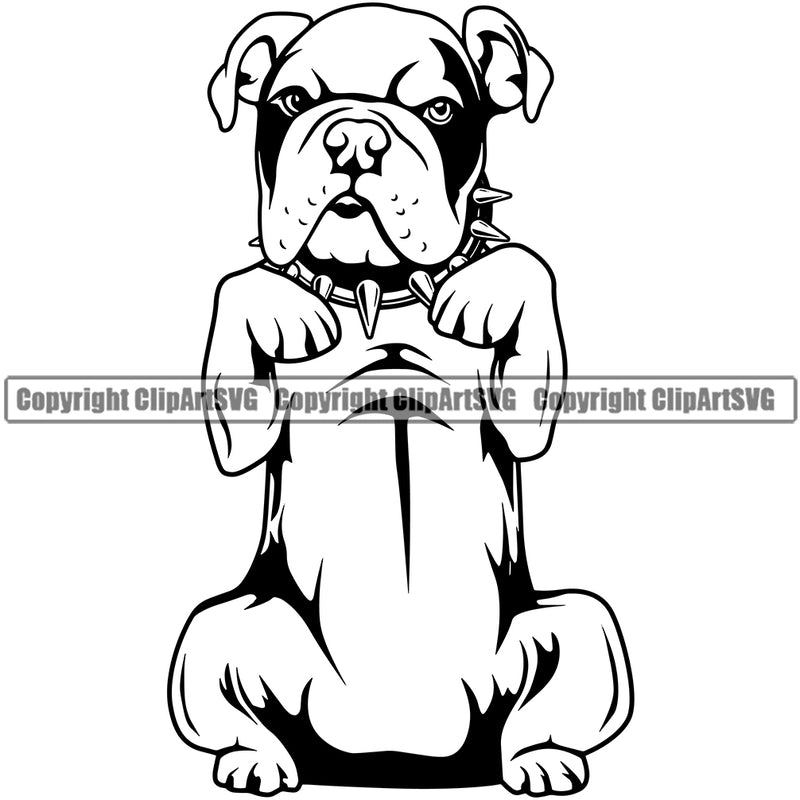 English Bulldog Color Design Begging Puppy Head Purebred Pup Pedigree Portrait Doggy Face Cute Clipart SVG