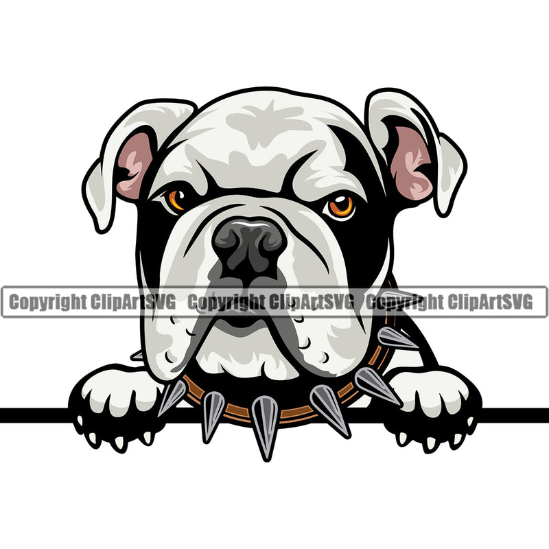 English Bulldog Peeking Collar Design Vector Puppy Head Purebred Pup Pedigree Canine K-9 K9 Clipart SVG