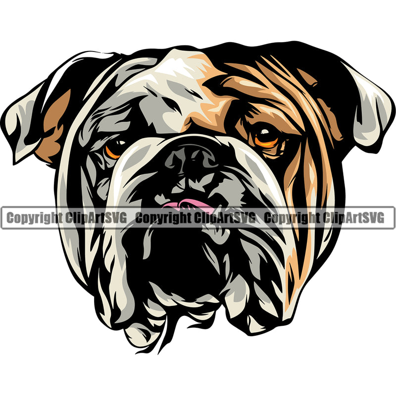 English Bulldog Head Color Design Puppy Head Purebred Pup Pedigree Vector Canine K-9 K9 Animal Clipart SVG