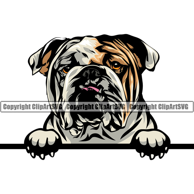 English Bulldog Peeking Head Color Design Purebred Pup Pedigree Canine K-9 K9 Animal Puppy