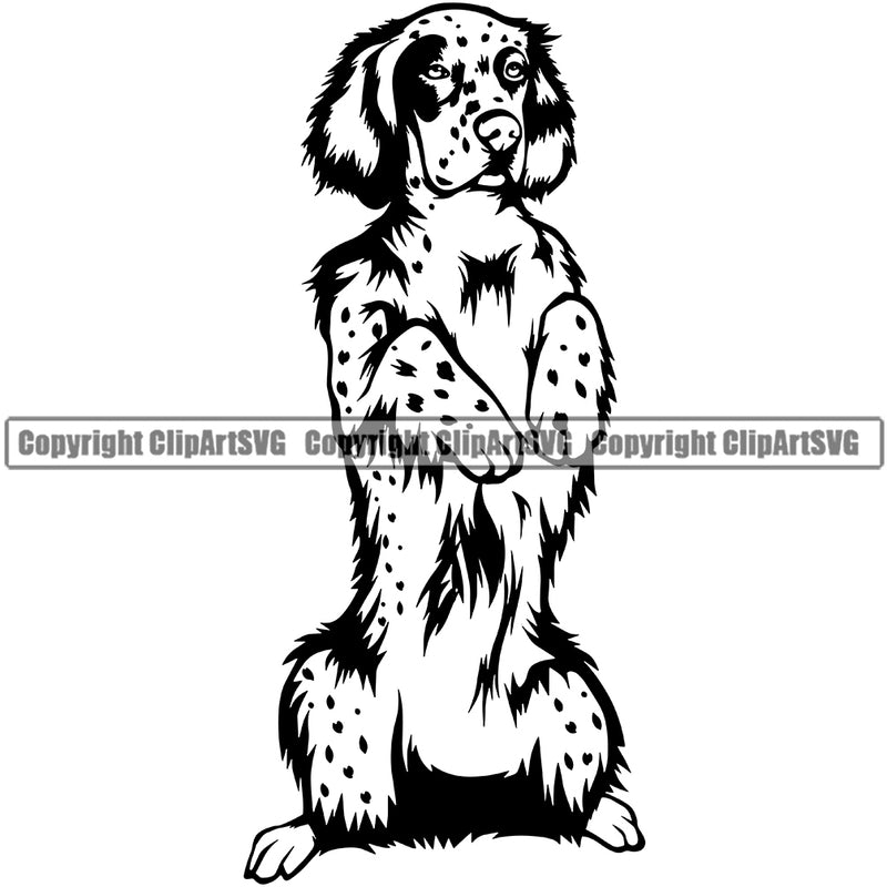 English Setter Dog Begging Design Puppy Head Purebred Pup Pedigree Canine K-9 K9 Animal Portrait Cute Clipart SVG
