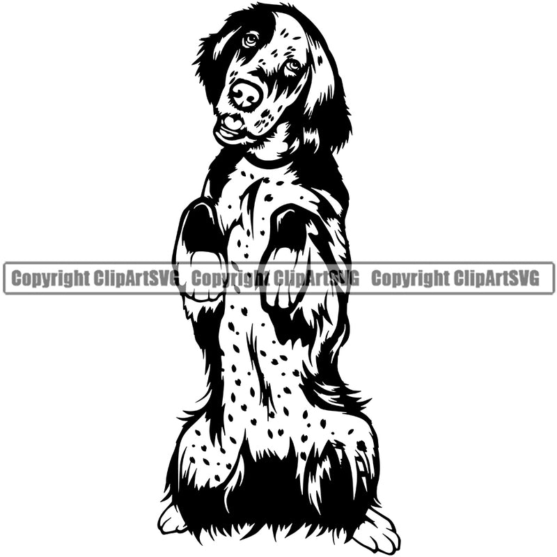English Setter Dog Begging Design Puppy Head Purebred Pup Pedigree Vector Canine K-9 K9 Animal Portrait Clipart SVG