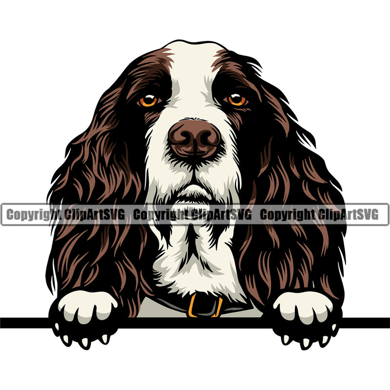 English Springer Spaniel Dog Peeking Color Head Design Puppy Head Purebred Pup Pedigree Vector Clipart SVG