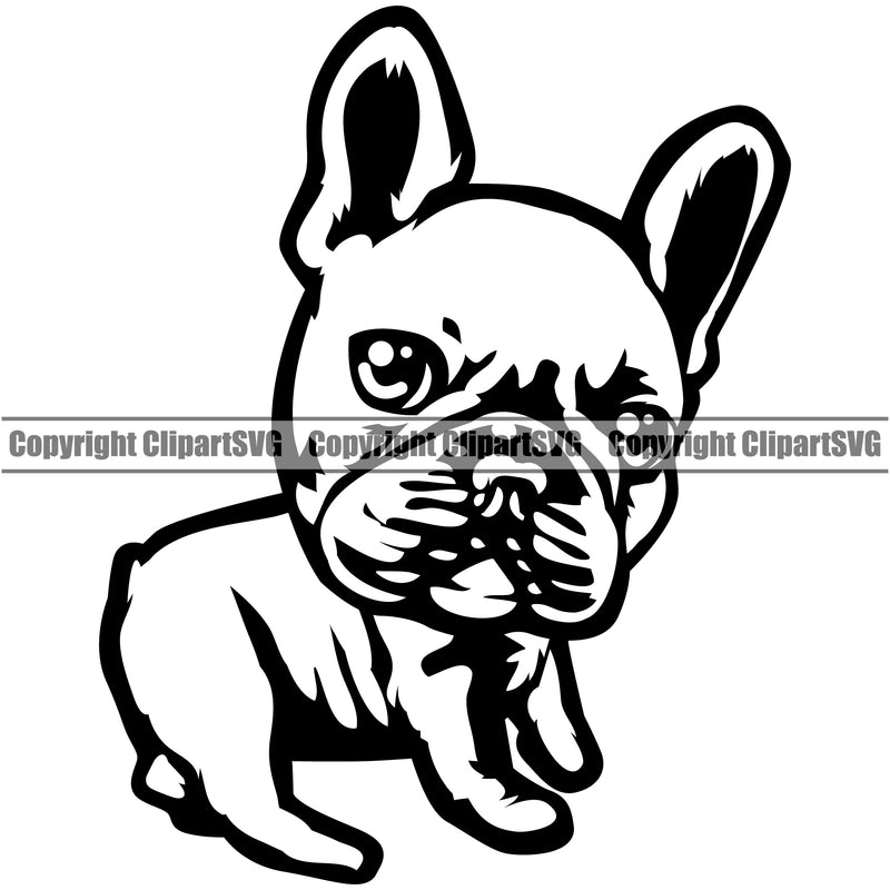 French Bull Dog Cute Face Animal Body Purebred Pup Pedigree Canine K-9 K9 Animal Portrait Vector Clipart SVG