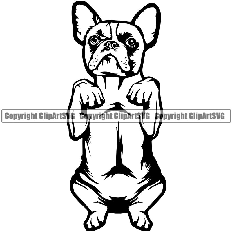 French Bull Dog Begging Puppy Head Purebred Pup Pedigree Vector K9 Animal Portrait Doggy Face Cute Clipart SVG