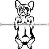 French Bull Dog Begging Puppy Head Purebred Pup Pedigree Vector K9 Animal Portrait Doggy Face Cute Clipart SVG