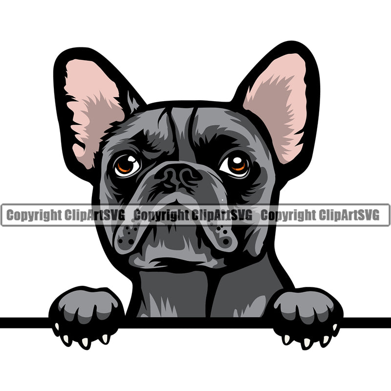 French Bull Dog Peeking Design Purebred Pup Pedigree Animal Portrait Doggy Face Cute Clipart SVG