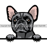 French Bull Dog Peeking Design Purebred Pup Pedigree Animal Portrait Doggy Face Cute Clipart SVG