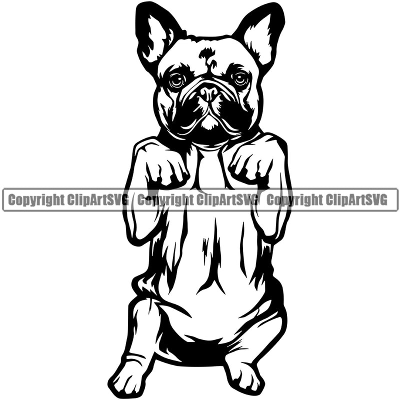 French Bull Dog Begging Puppy Head Purebred Pup Pedigree Mascot K9 Animal Portrait Doggy Face Cute Clipart SVG