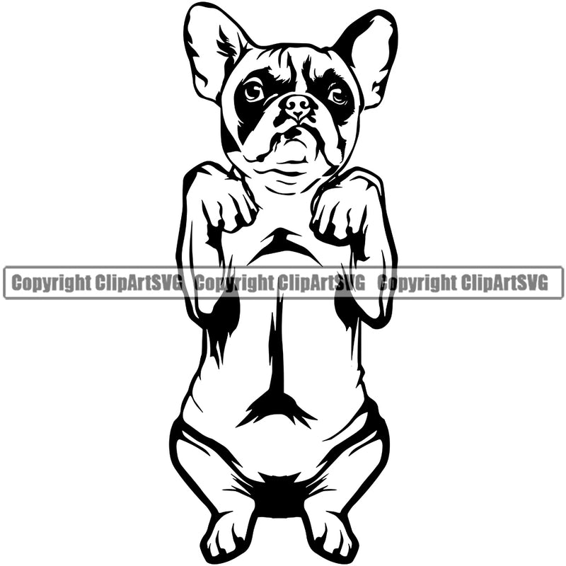 French Bulldog Begging Design Purebred Pup Pedigree Design Canine K-9 K9 Animal Portrait Doggy Clipart SVG