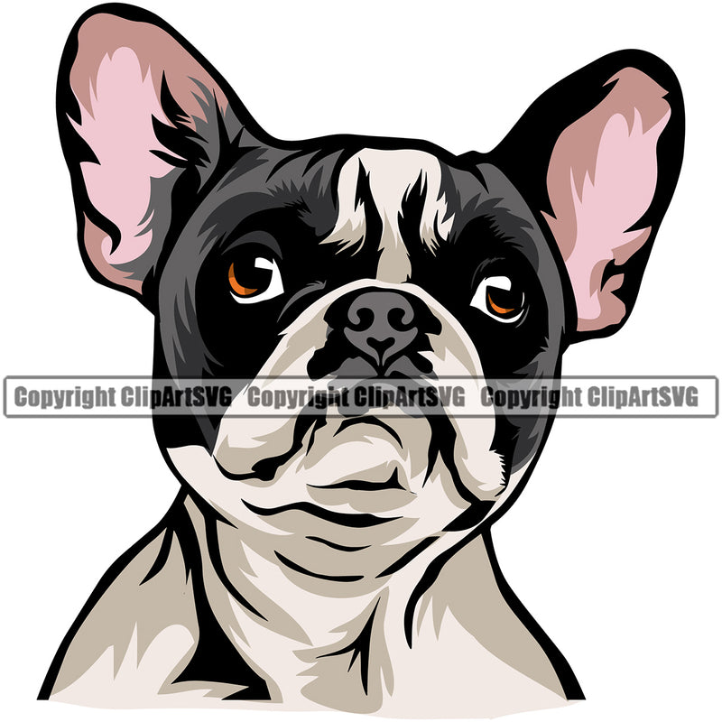 French Bulldog Color Head Animal Cute Face Dog Puppy Head Purebred Pup Pedigree Canine K-9 K9 Animal Portrait Clipart SVG