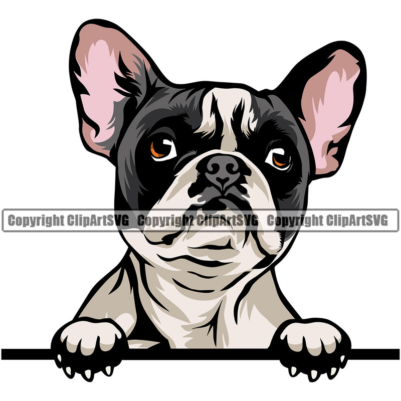 French Bulldog Peeking Head Animal K9 Animal Portrait Doggy Face Vector Puppy Head Purebred Pup Pedigree Clipart SVG